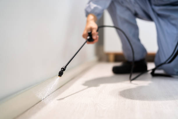 Professional exterminator conducting IPM assessment in Holtville